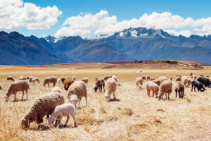 Peru Sheep Fields7166214404 300x200 - Peru Sheep Fields - Sheep, Pigeon, Peru, fields